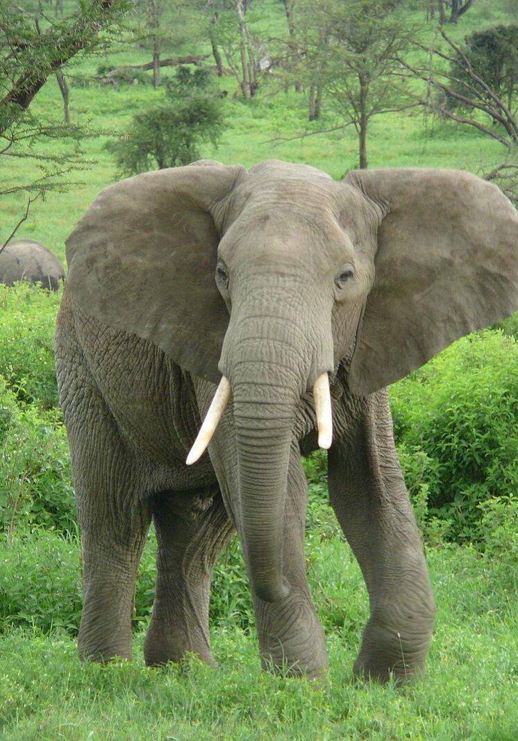 800px-Elephant_near_ndutu